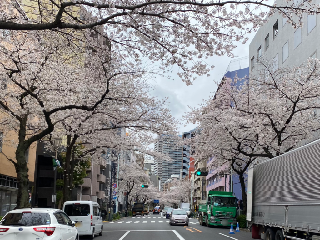 中野通りの桜2021