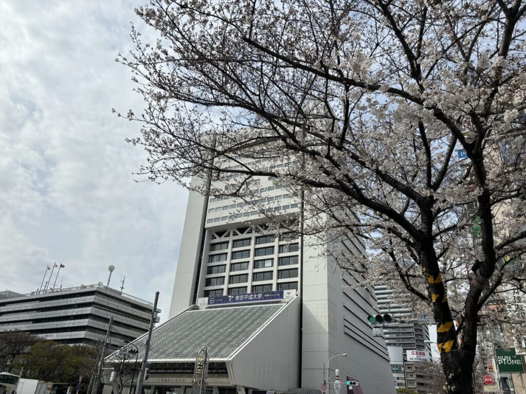 中野駅桜