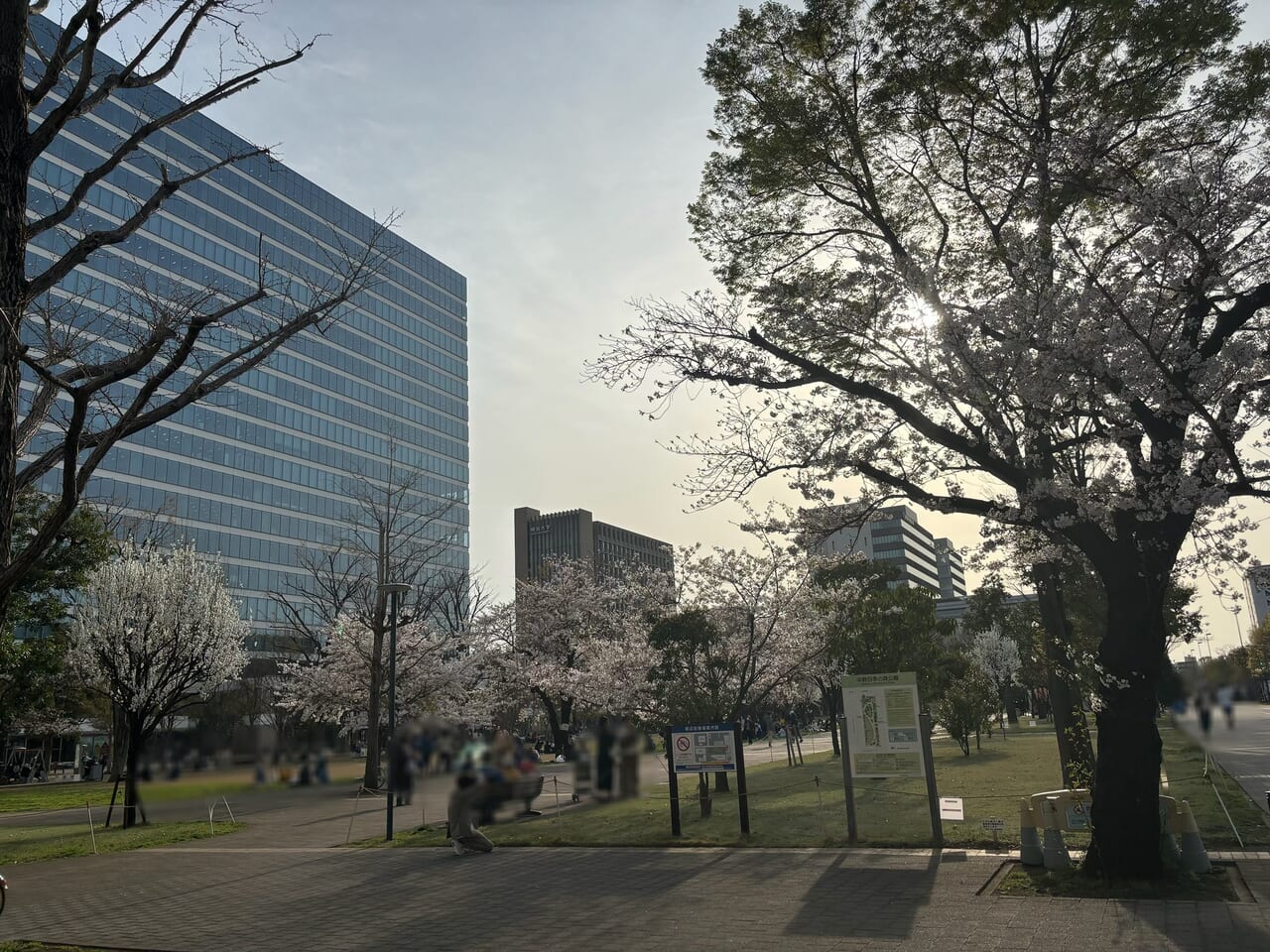中野四季の森公園桜